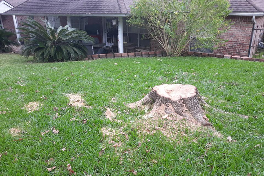 stump-in-the-middle-of-green-yard-nacogdoches-tx