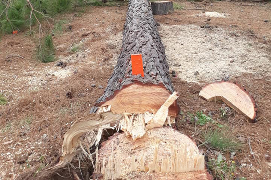 tree after being chopped nacogdoches-tx