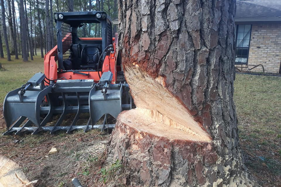 tree-trunk-with-a-slice-cut-off-nacogdoches-tx