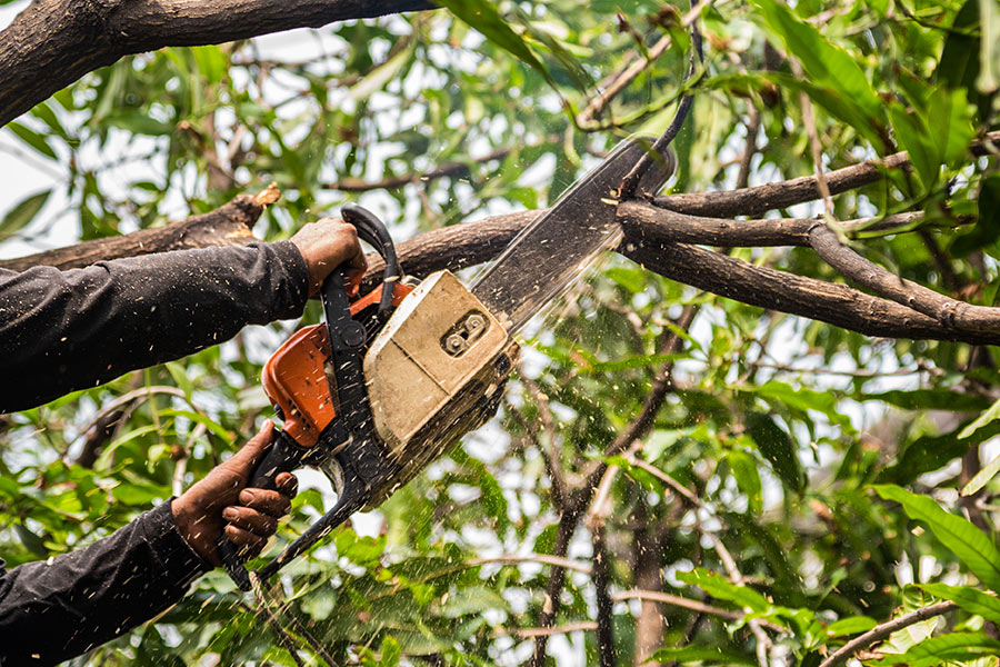 chainsaw-trimming-tree-branches-nacogdoches-tx