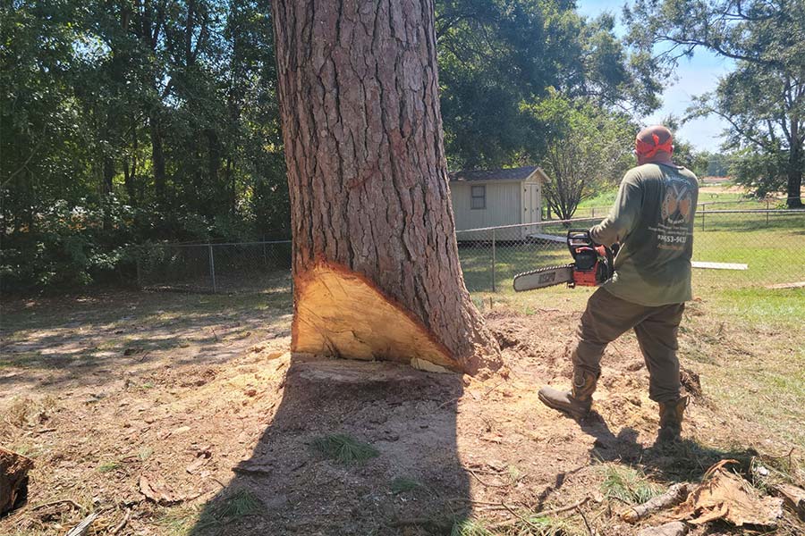 worker with chainsaw removing tree nacogdoches-tx