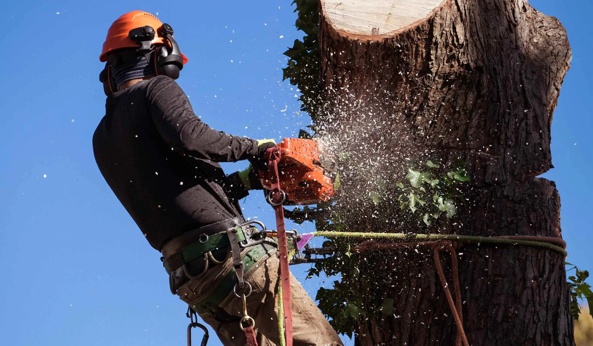 worker trimming a tree